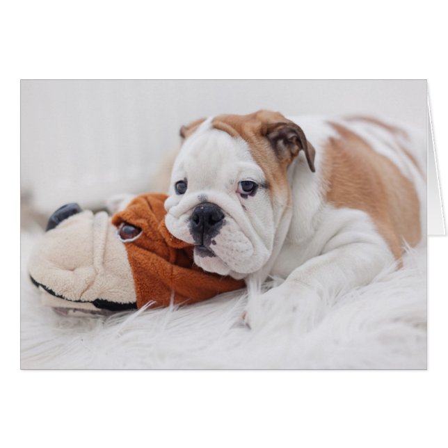 Un Chiot-Chien Anglais Qui Joue Avec Un Chien-Ciel (Devant horizontal)