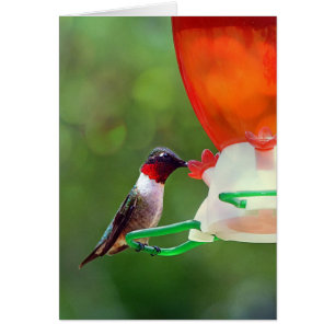 Un colibri à gorge rubis