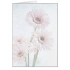 Un contact des marguerites roses de Gerber