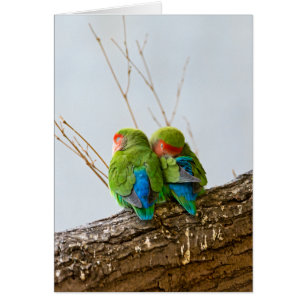 Un couple de perruche sur une branche
