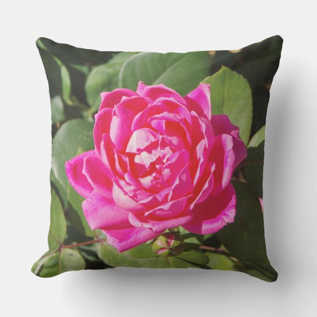 Un Coussin rose (Recto)