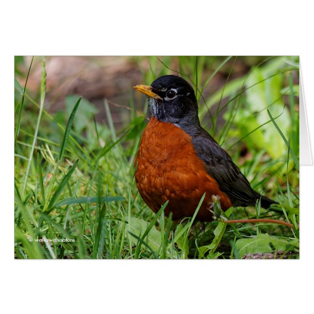 Un Curieux Robin Américain (Devant horizontal)