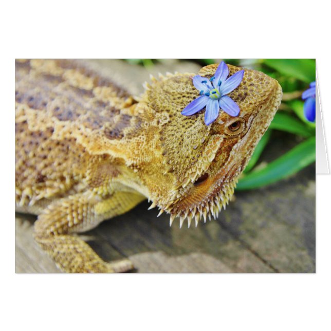 Un Dragon Joli (Devant horizontal)