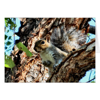 Un écureuil dans un arbre photo