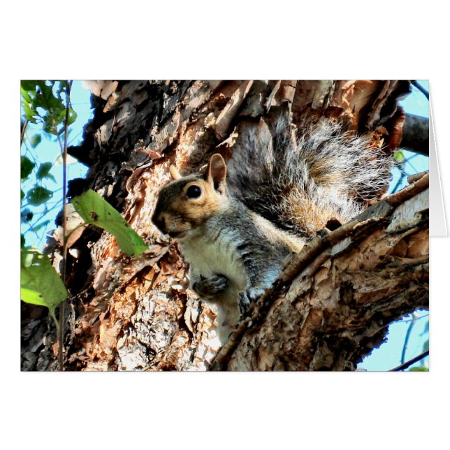Un écureuil dans un arbre photo (Devant Horizontal)