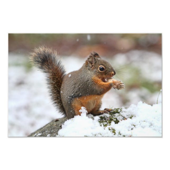 Un écureuil mignon dans la neige Photo (Devant)