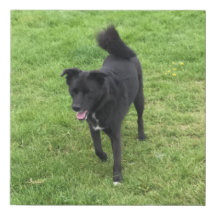 Un étonnant canevas Husky/Lab Cross