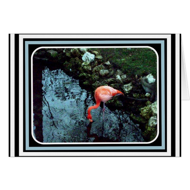 Un Flamant rose solitaire (Devant horizontal)
