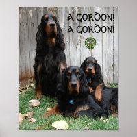 UN GORDON ! UN GORDON ! Poster Gordon Setter
