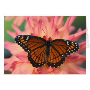 Un imitateur du monarque papillon