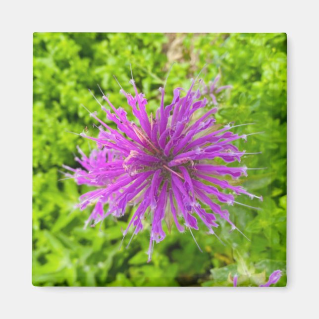 Un indice de Z "Fuschia Burst" aimant (Devant)
