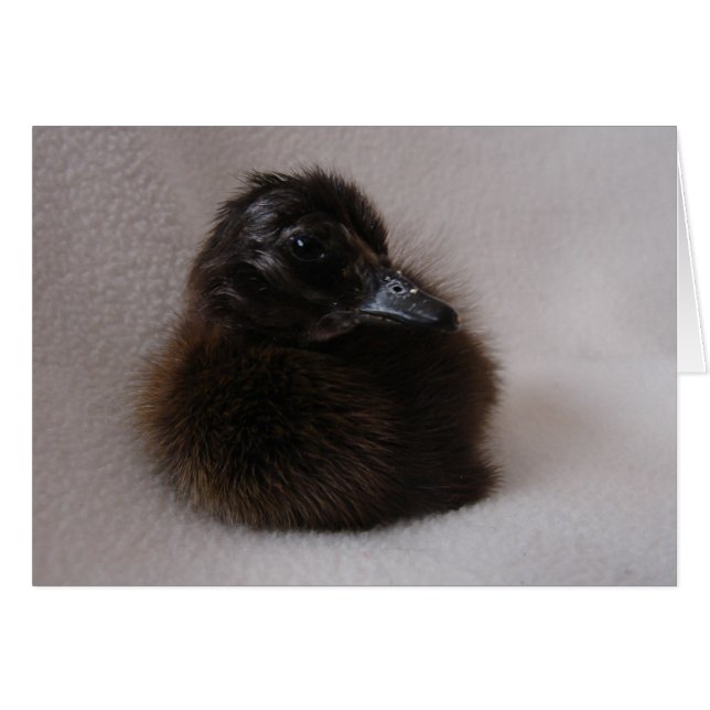 Un Jour Vieux Canard (Devant horizontal)