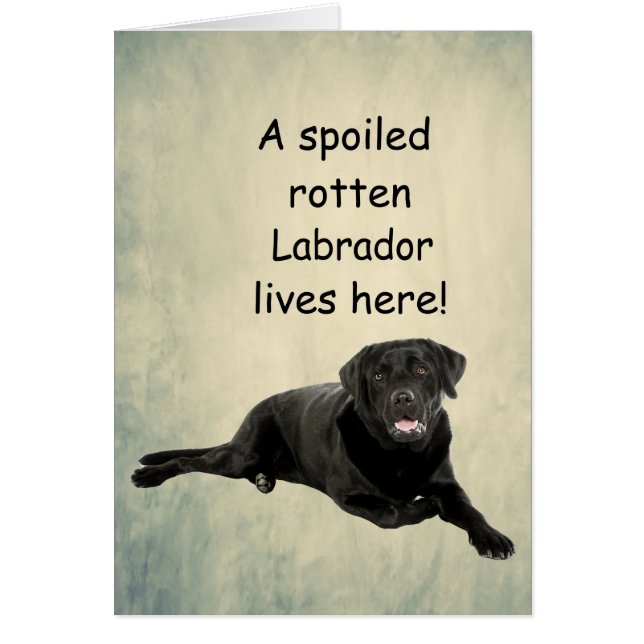 Un Labrador Tourbé Mal Vit Ici (Devant)