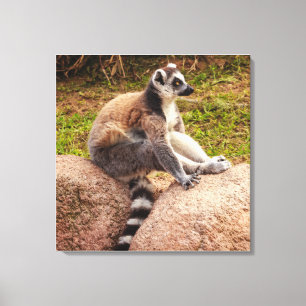 un lémurien de Madagascar sur toile tendue