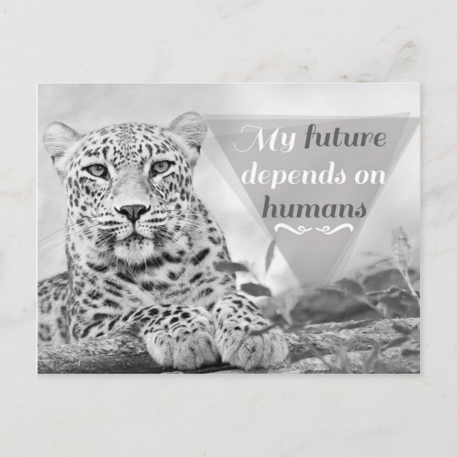 Un léopard en danger protège la faune Carte postal (Devant)