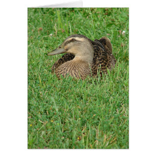 Un Mallard Hen Toutes les occasions Carte de voeux