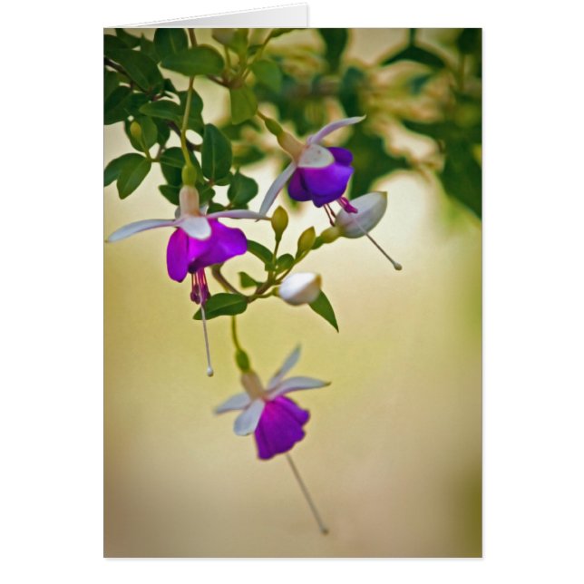 Un Manque D'Attention À Fuchsia (Devant)