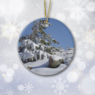 Un ornement de pins de Noël au Colorado