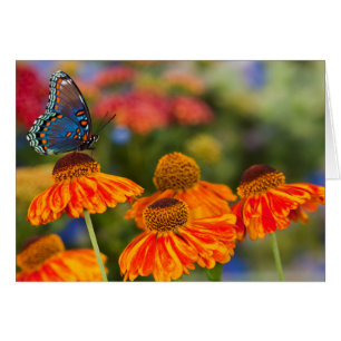 Un Papilio troilus, Papilio troilus