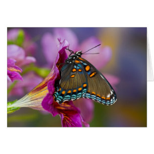 Un papillon machaon