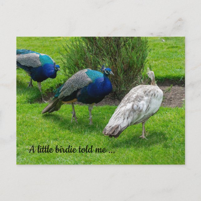 "Un petit oiseau m'a dit..." Carte postale Peacock (Devant)