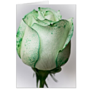 Un peu d'irlandais dans un Rose