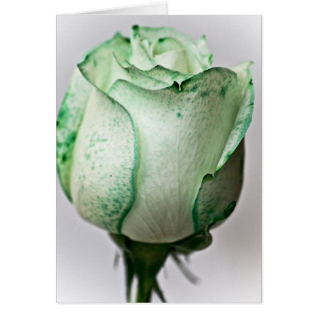 Un peu d'irlandais dans un Rose (Devant)