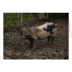 Un porc en canard