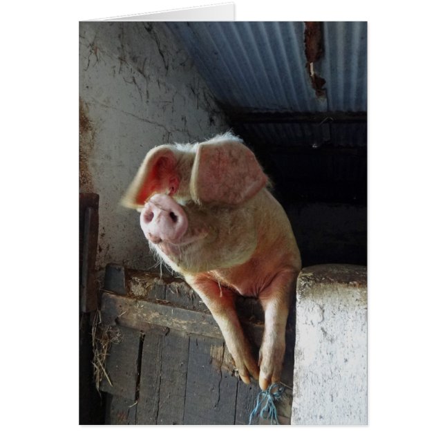 Un porc très heureux, les Cornouailles 2012 (Devant)