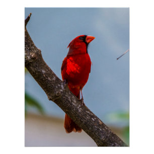 Un poster cardinal 20 x 26.67