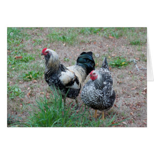Un poulet et un coq font une grande paire