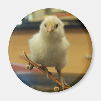 Un poussin sur un aimant décoré de skateboard