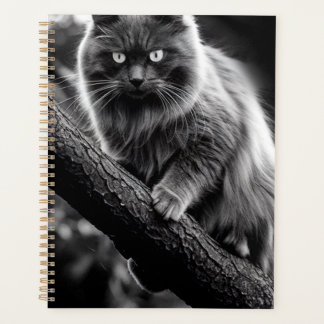 Un Regard Hantant D'Un Chat De Nuit