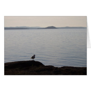 Un rêve de mouette