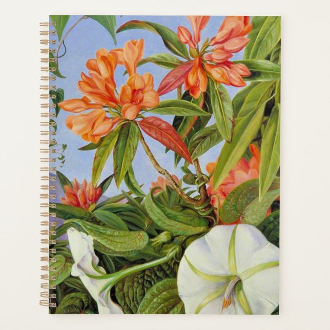 Un Rhododendrum et Ipomoea de Java (Devant)