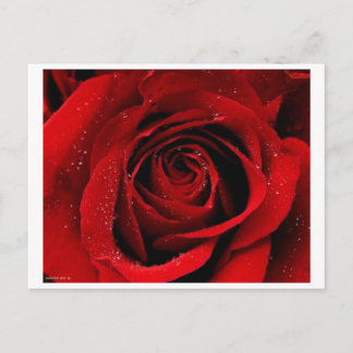 Un Rose dans la carte postale Bloom