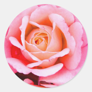 Un Rose Est Un Autocollant Rose