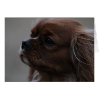 Un rubis Cavalier roi Charles Spaniel