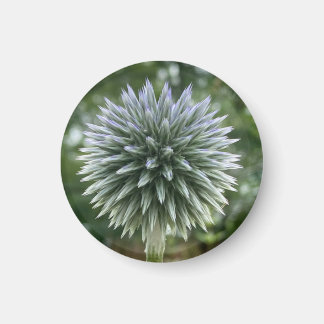 Un soupçon de Z "feu d'artifice vert" aimant flora