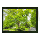 Un vieux chêne vénérable de Pin