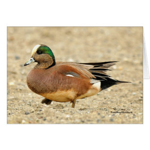 Un Wigeon américain sur la plage