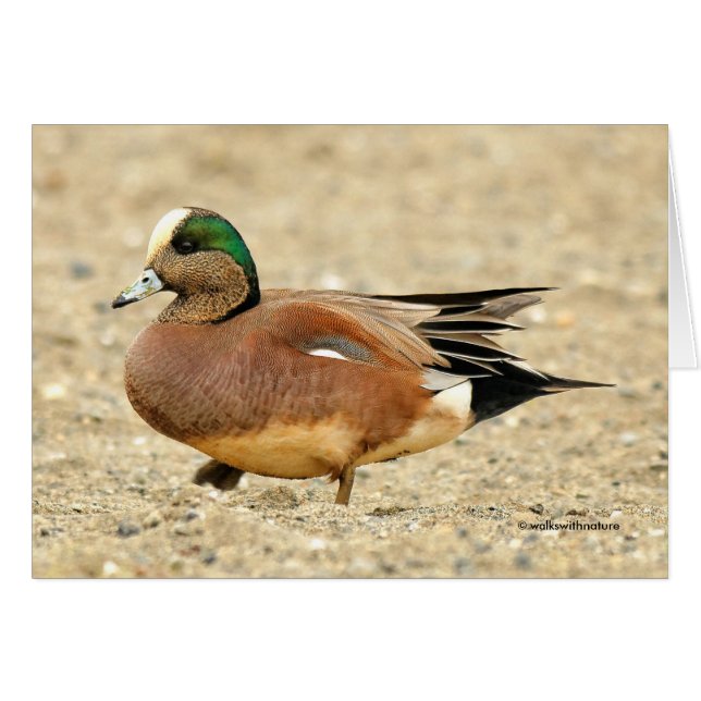 Un Wigeon américain sur la plage (Devant horizontal)