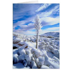 Un yucca enneigé