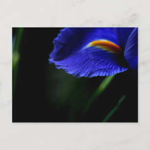 Uncommonly Beautiful postcard (iris)