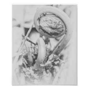 Uncurling Woodland Fern Black and White Print 1