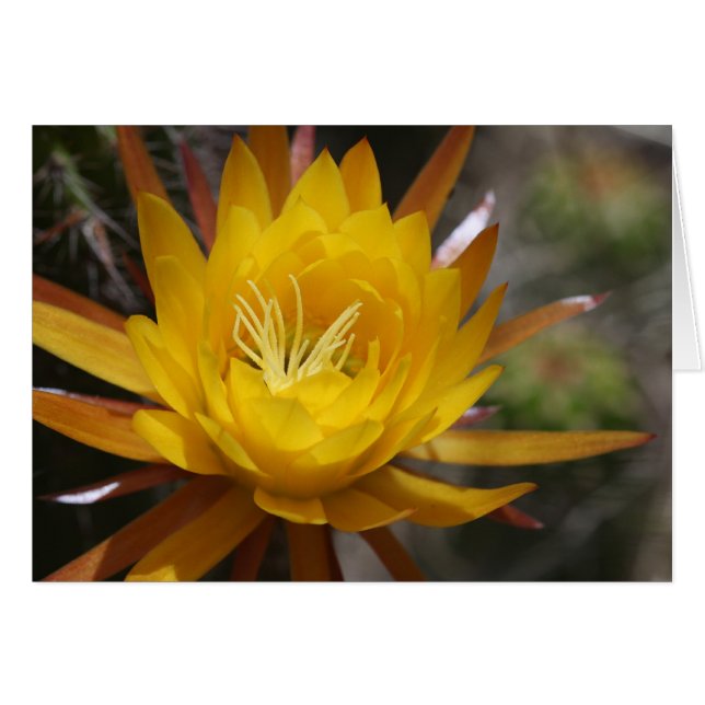 undefined (Front Horizontal)