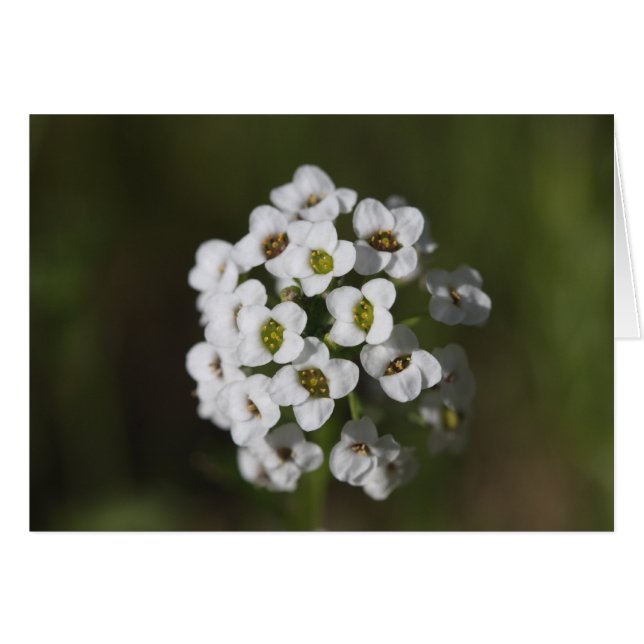 undefined (Front Horizontal)