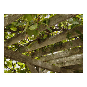 Under a Canopy of Grapes Poster