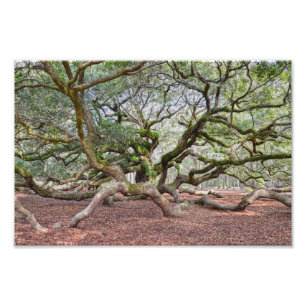 Under Angel Oak, South Carolina Photo Print
