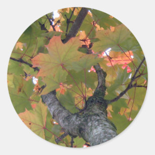 Under the Cover of Leaves Classic Round Sticker